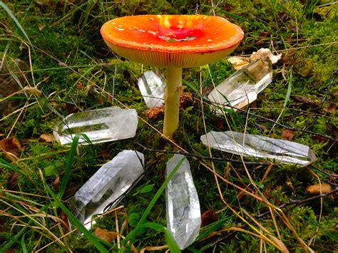 Magical toadstools in the crystal garden